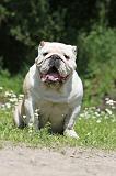 BULLDOG ANGLAIS 022
